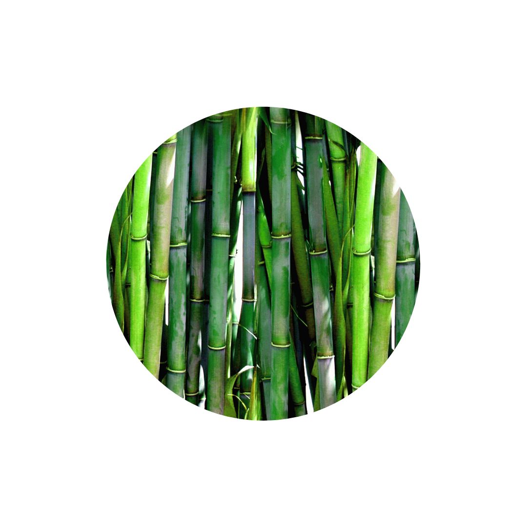 Bambusový extrakt - symbol