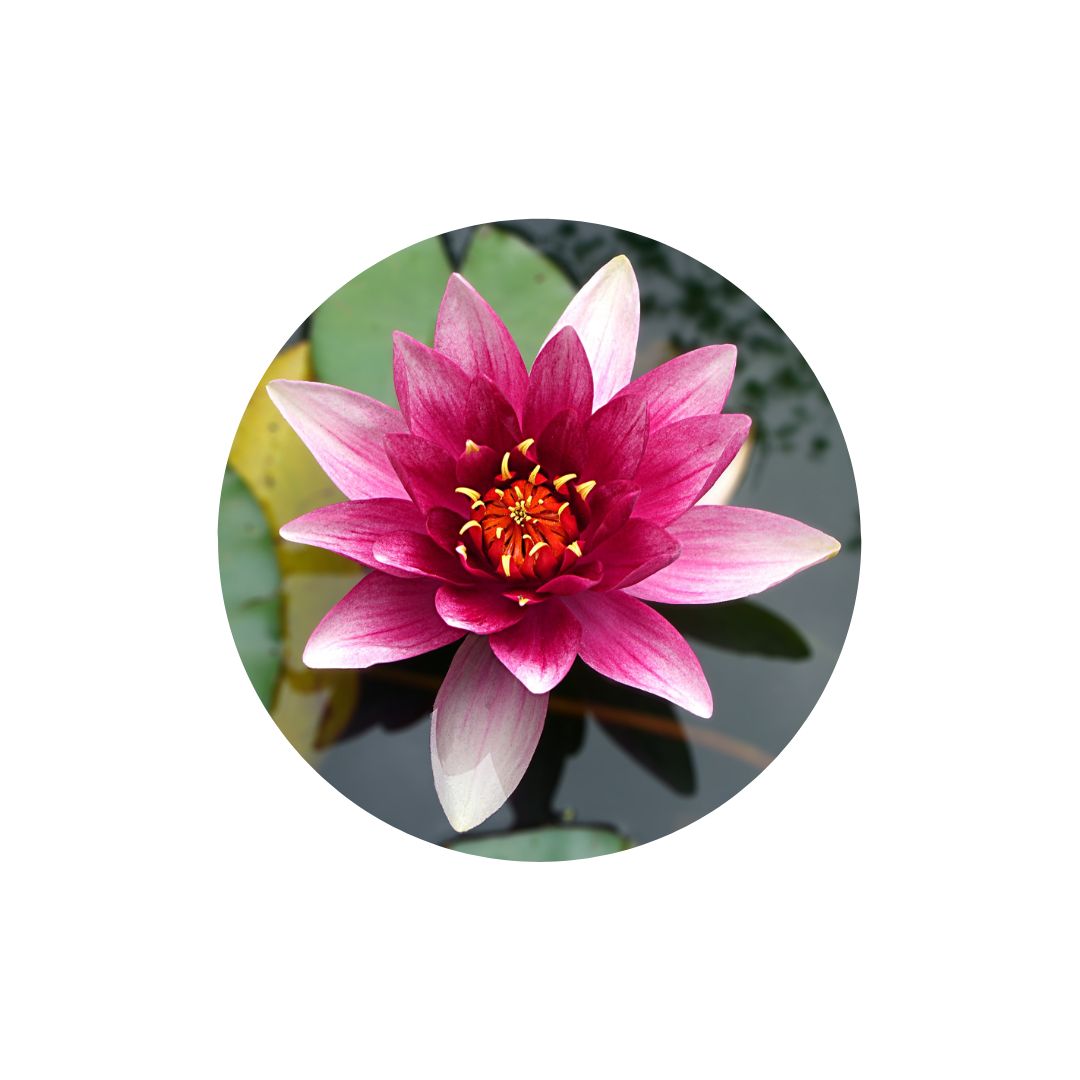 Lotosový květ - symbol